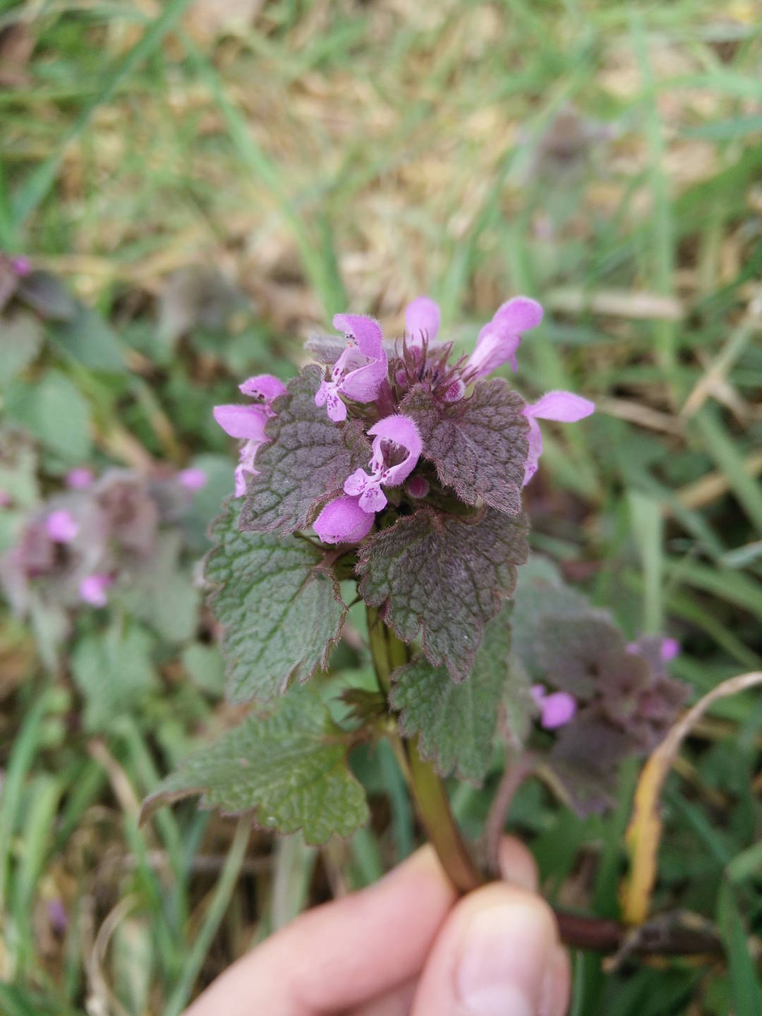 Annexe LamierPourpre_2.jpg