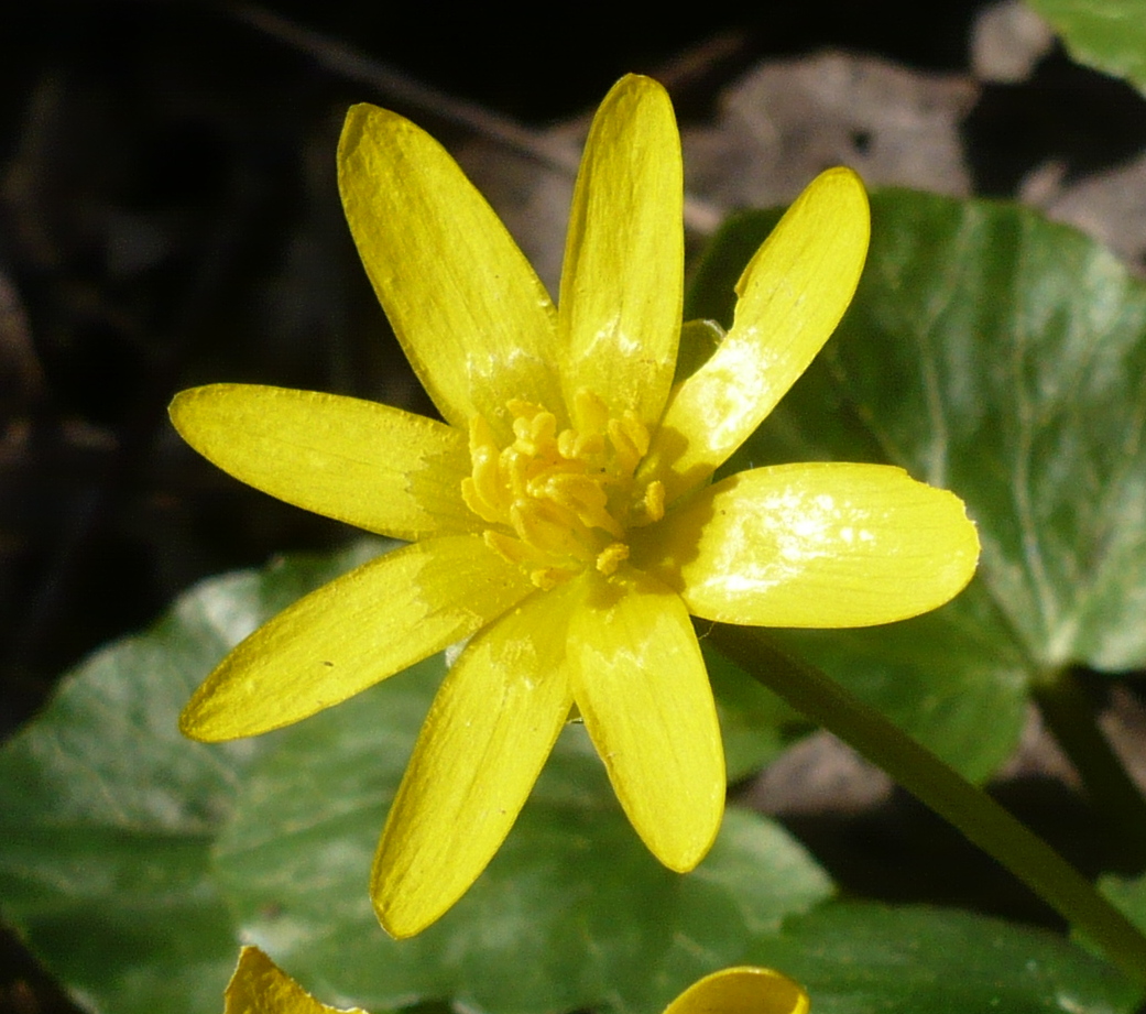 Annexe ficaire gros plan.jpg