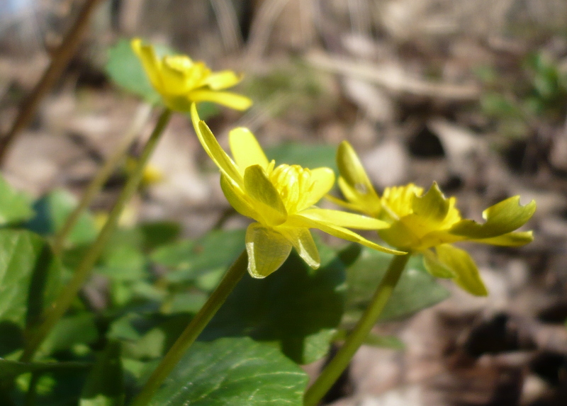 Annexe ficaire vue côté.jpg