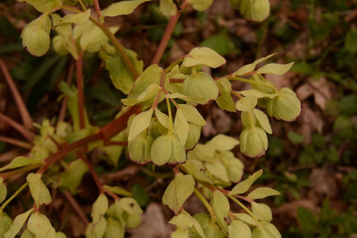 Annexe Hellébore fétide02.JPG