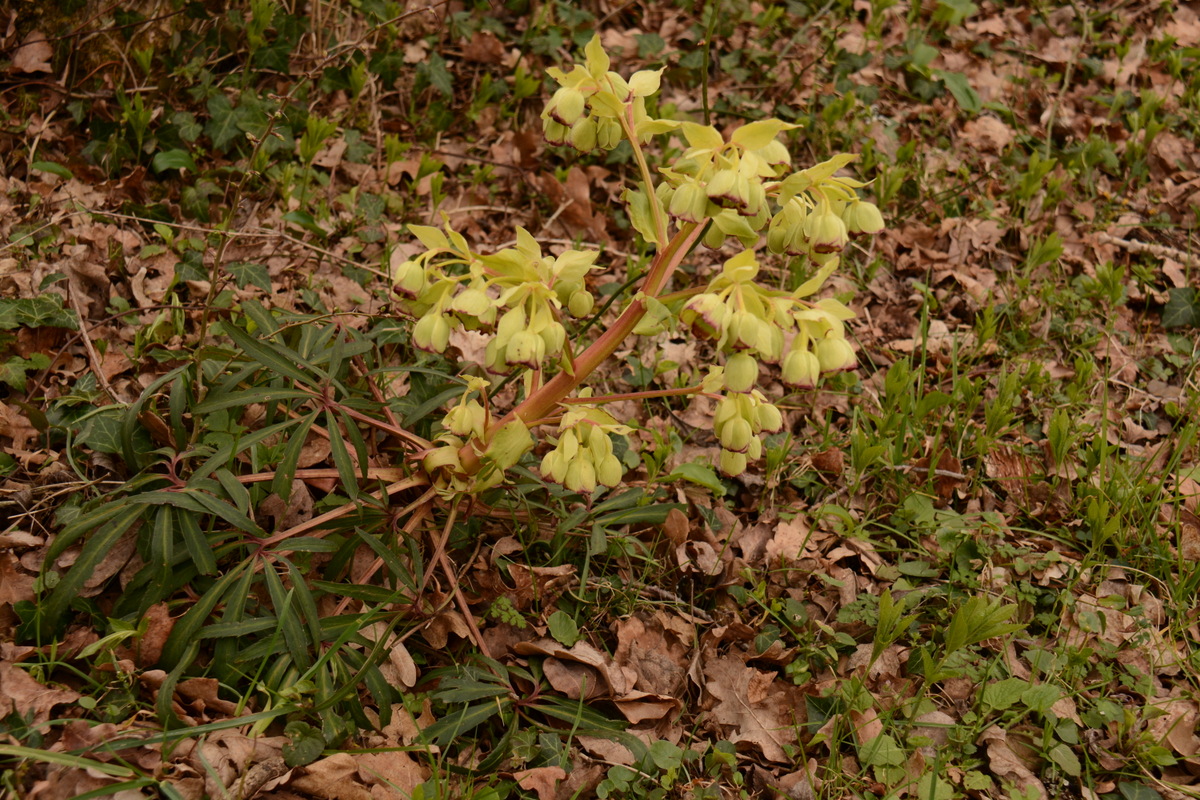 Annexe Hellébore fétide03.JPG