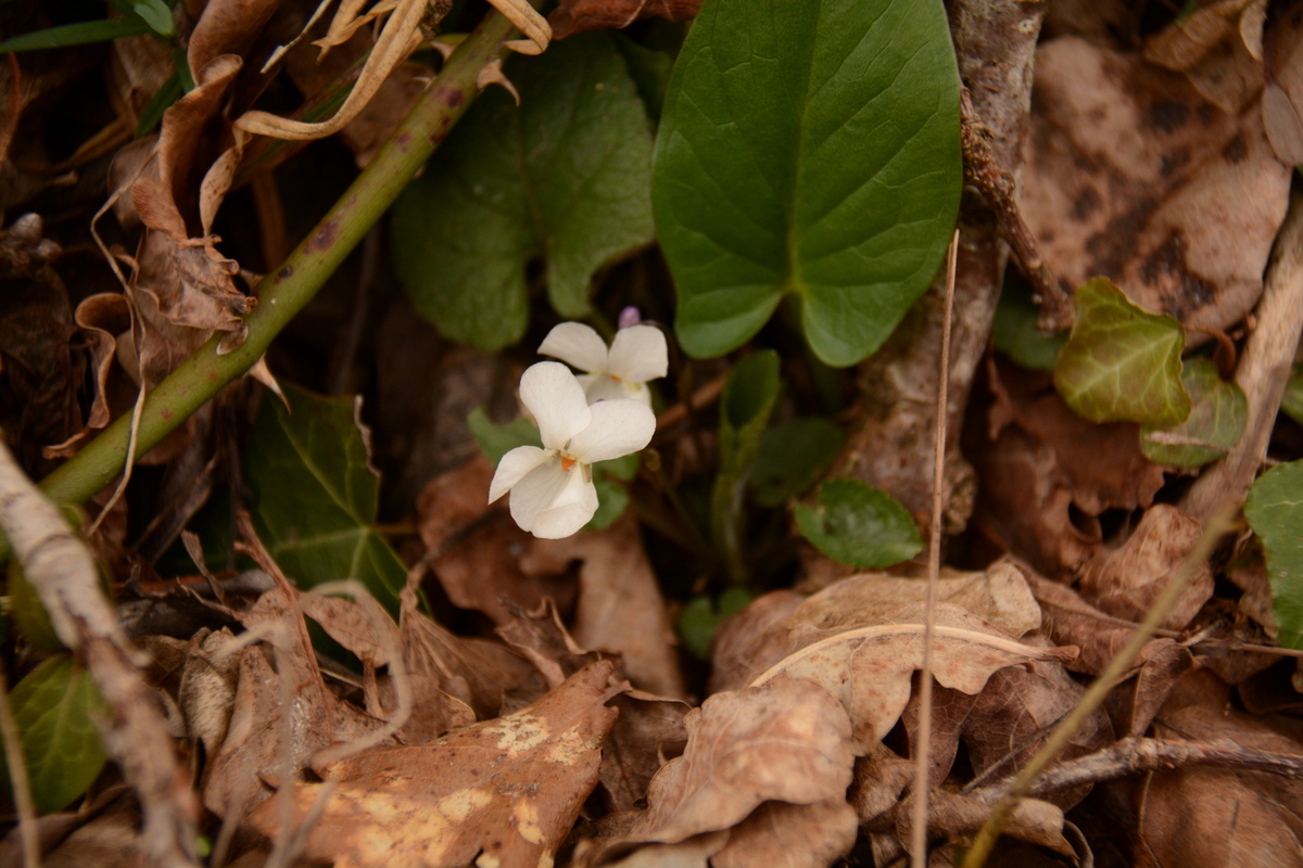 Annexe Violette blanche1.JPG