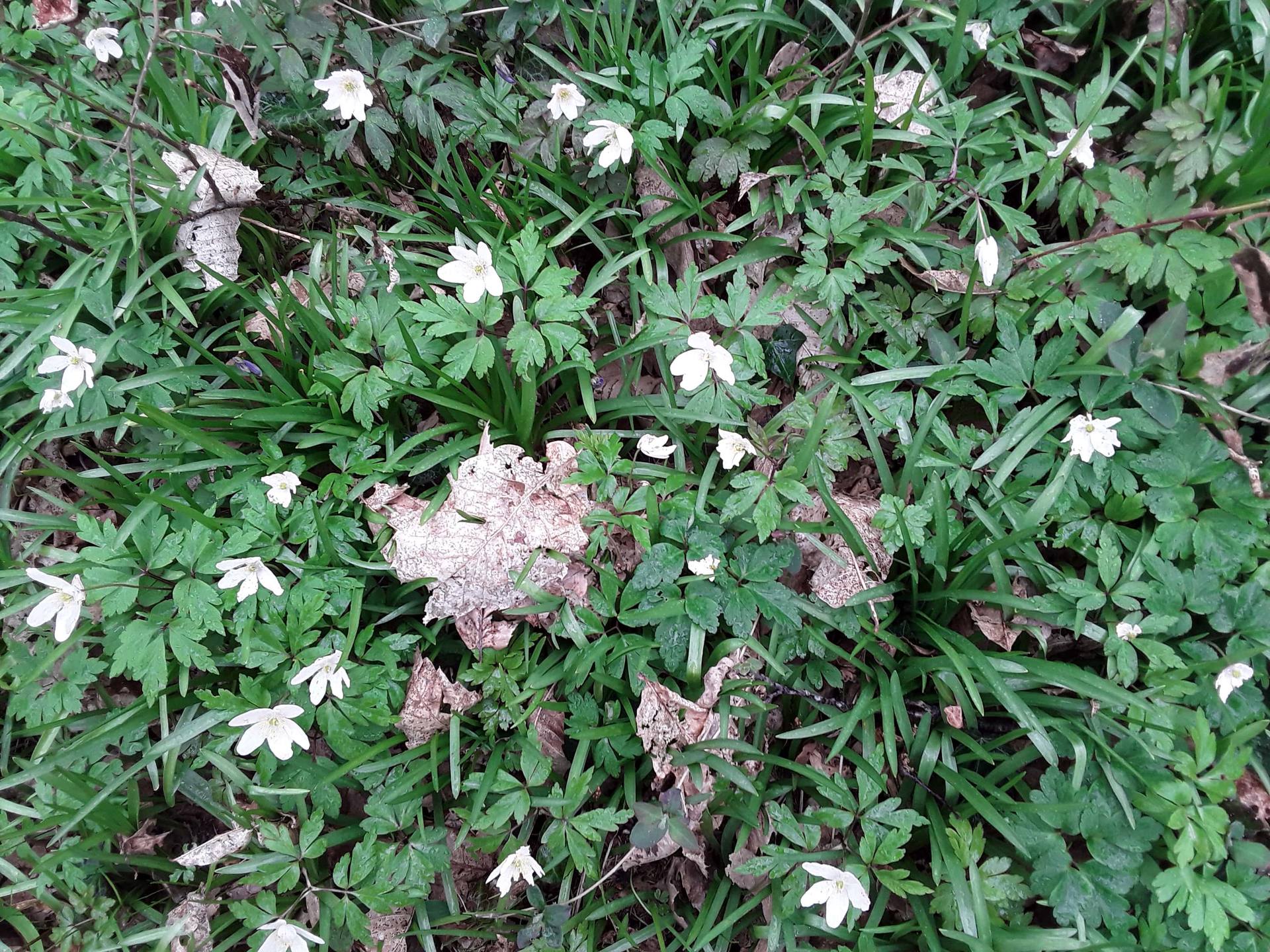 Annexe Anémone1-min.jpg