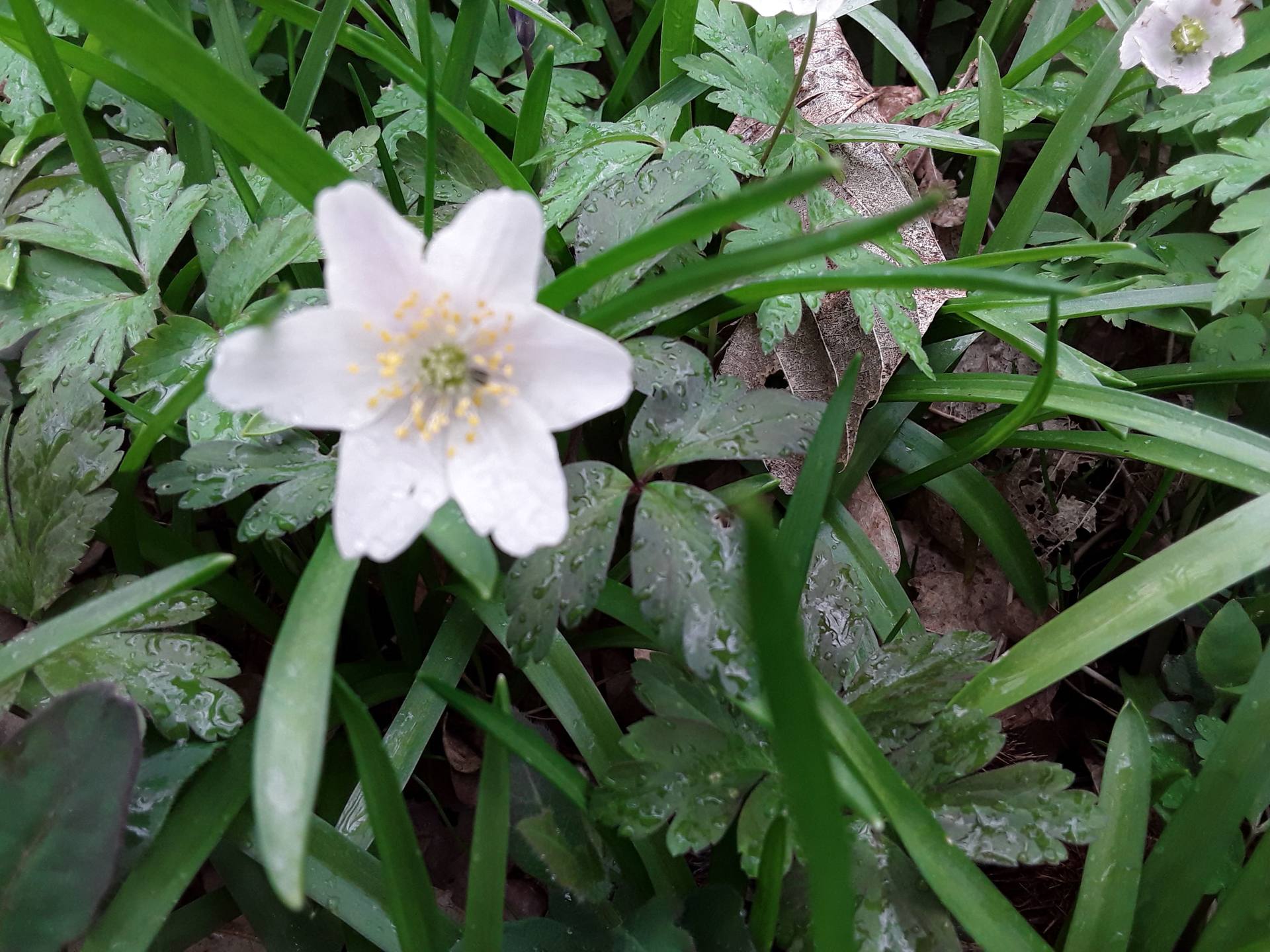 Annexe Anémone2-min.jpg