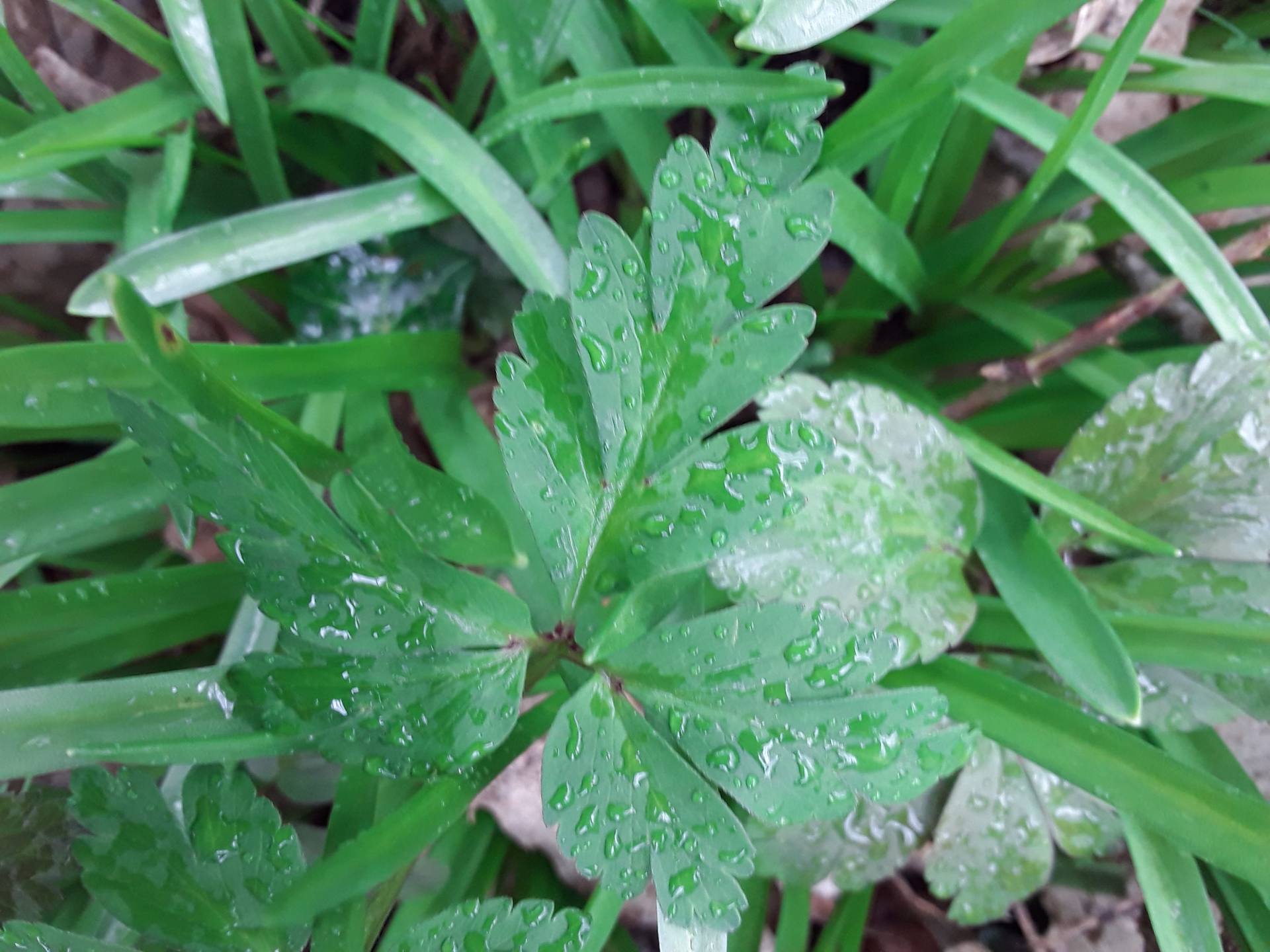 Annexe Anémone3-min.jpg