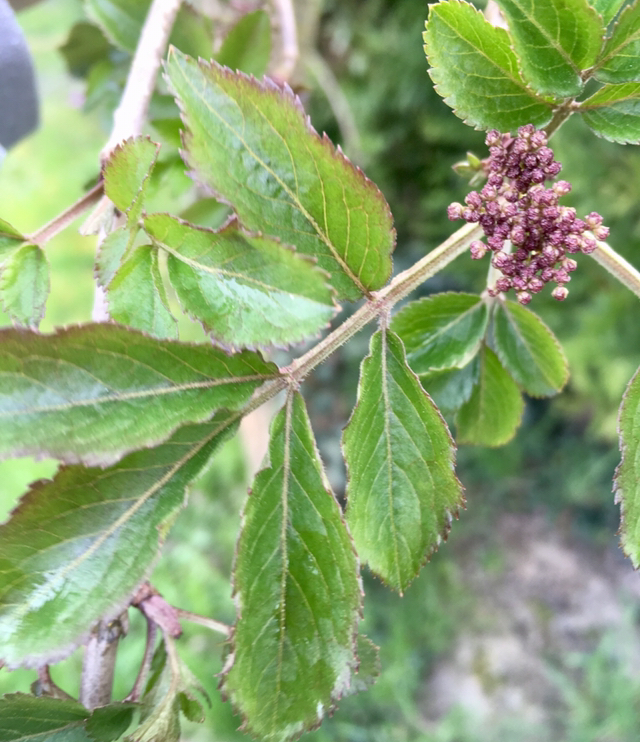 Annexe 0E790539-9C92-447D-8E59-CE848214D44E.jpeg