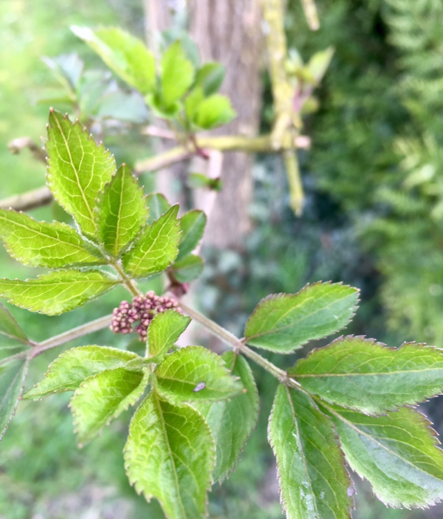 Annexe 31A36EE1-D8B1-4399-B19C-3B07F360BDAE.jpeg