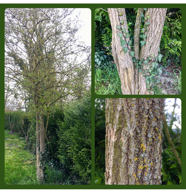 Annexe 44C3BC4A-C097-4E17-88DF-897732F33D0F.jpeg