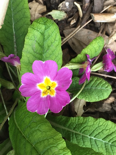 Annexe fleur dessus.jpg