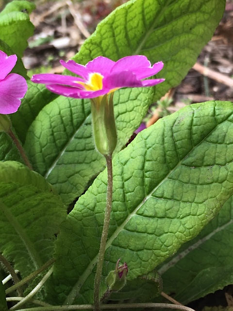 Annexe fleur latéral.jpg