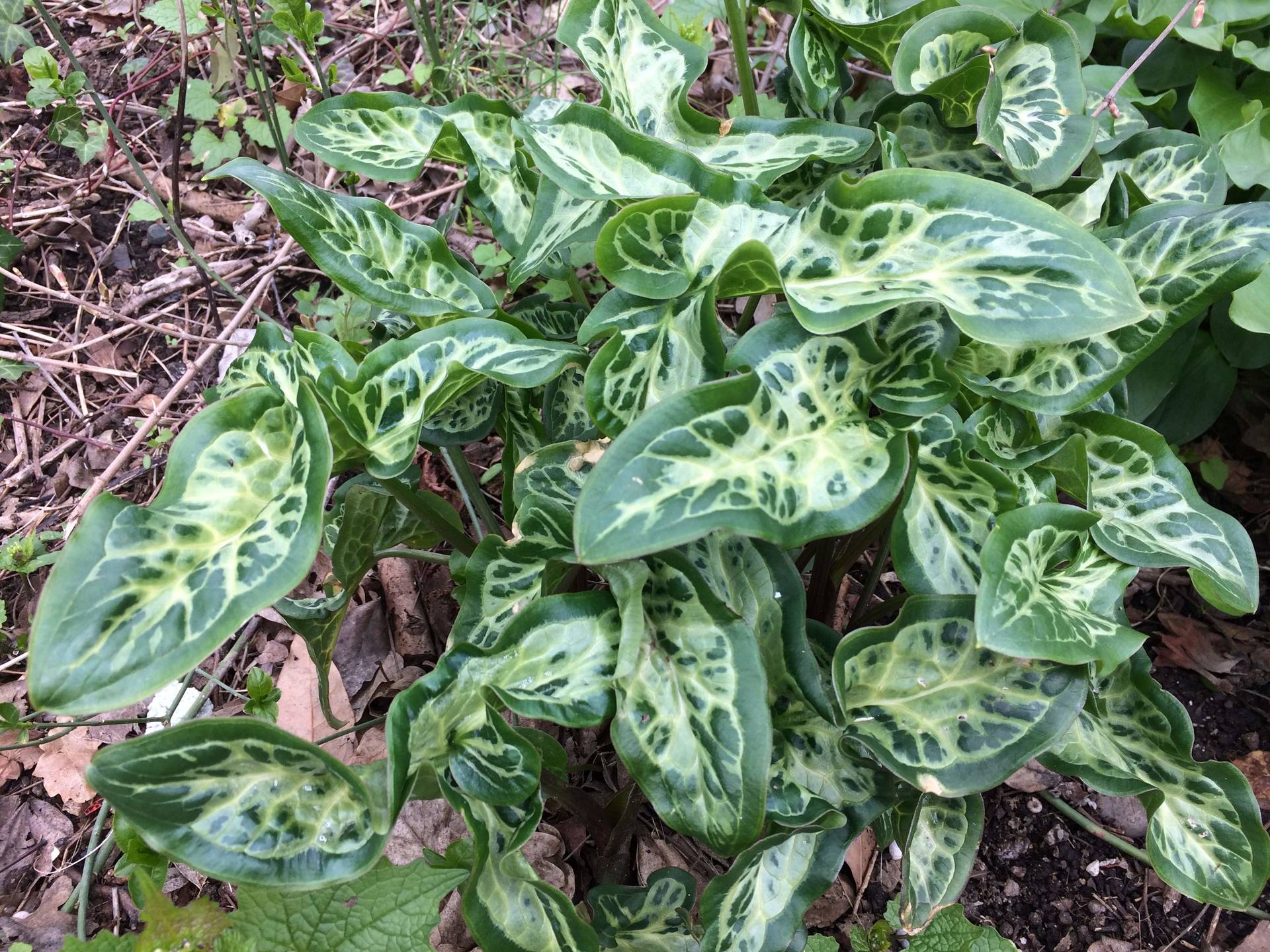 Annexe inconnue aux feuilles décoratives.jpg