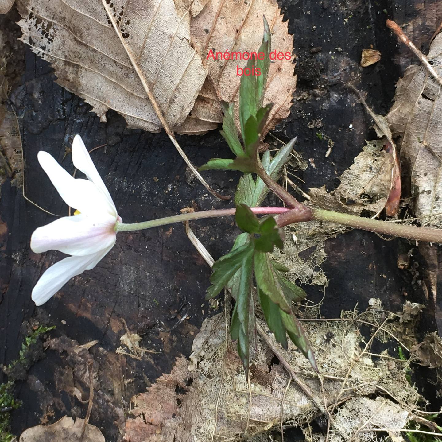 Annexe 4ED98480-6335-47F8-B039-64D27EA0270E.jpeg