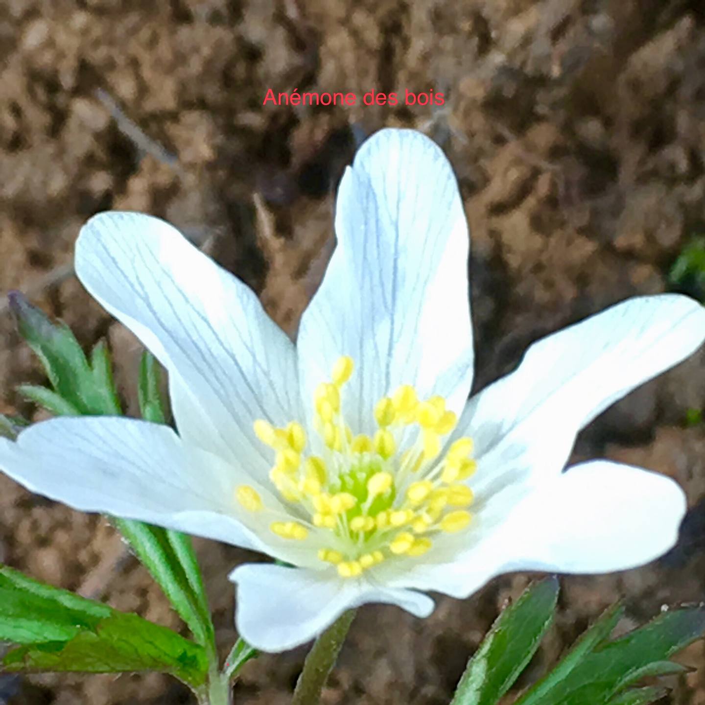 Annexe 9C73DBC3-2AE6-42FE-B095-A0072BC61575.jpeg