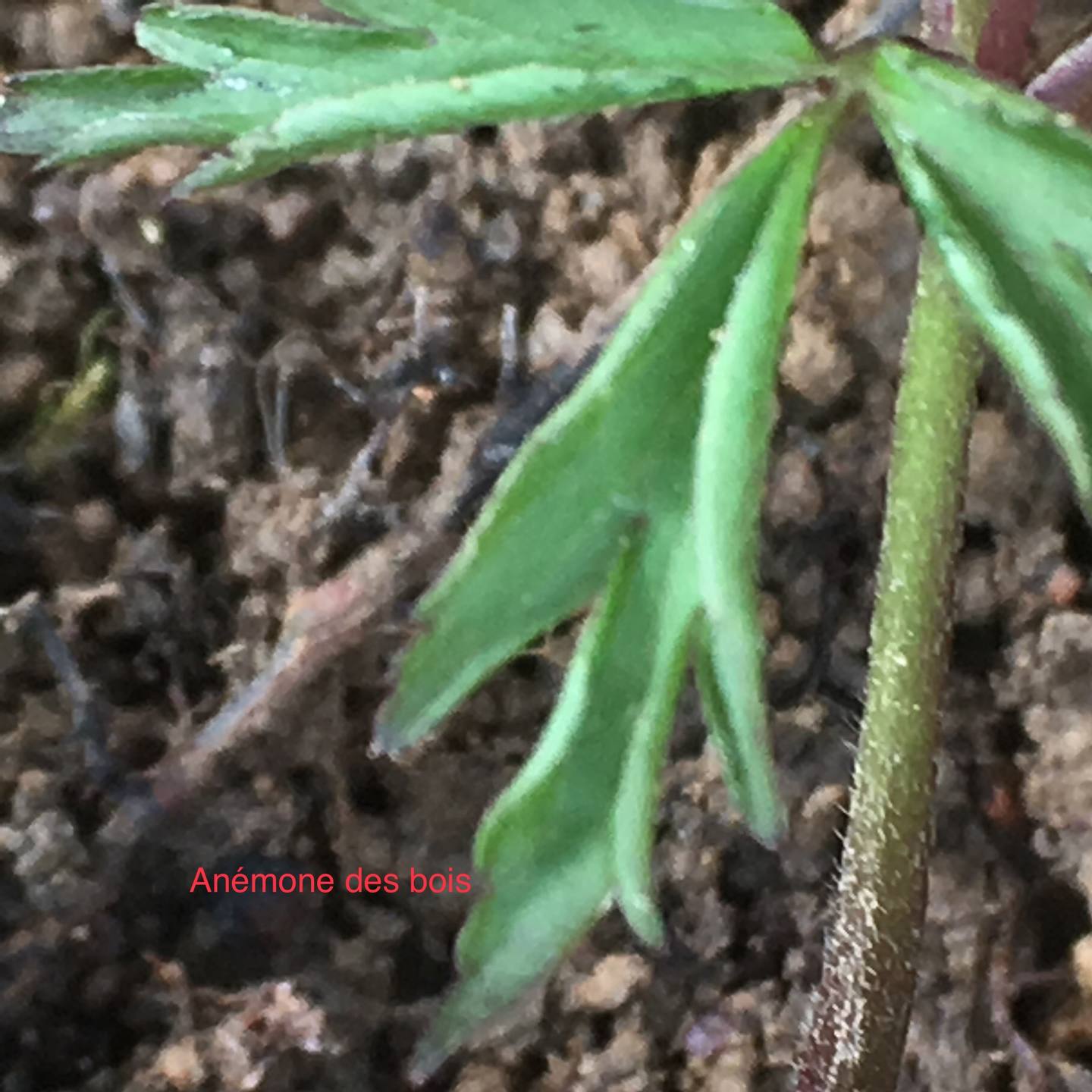 Annexe 9E67A325-05C3-49E0-8EAA-7A14978D73BB.jpeg