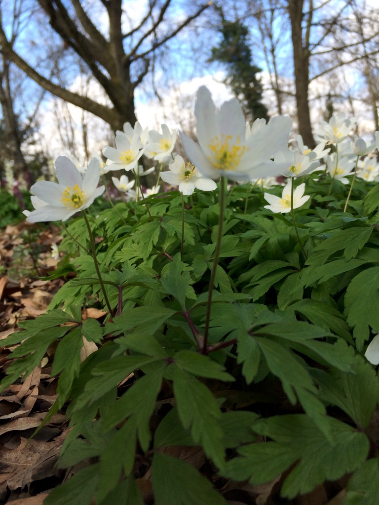 Annexe anemones_bas.jpg