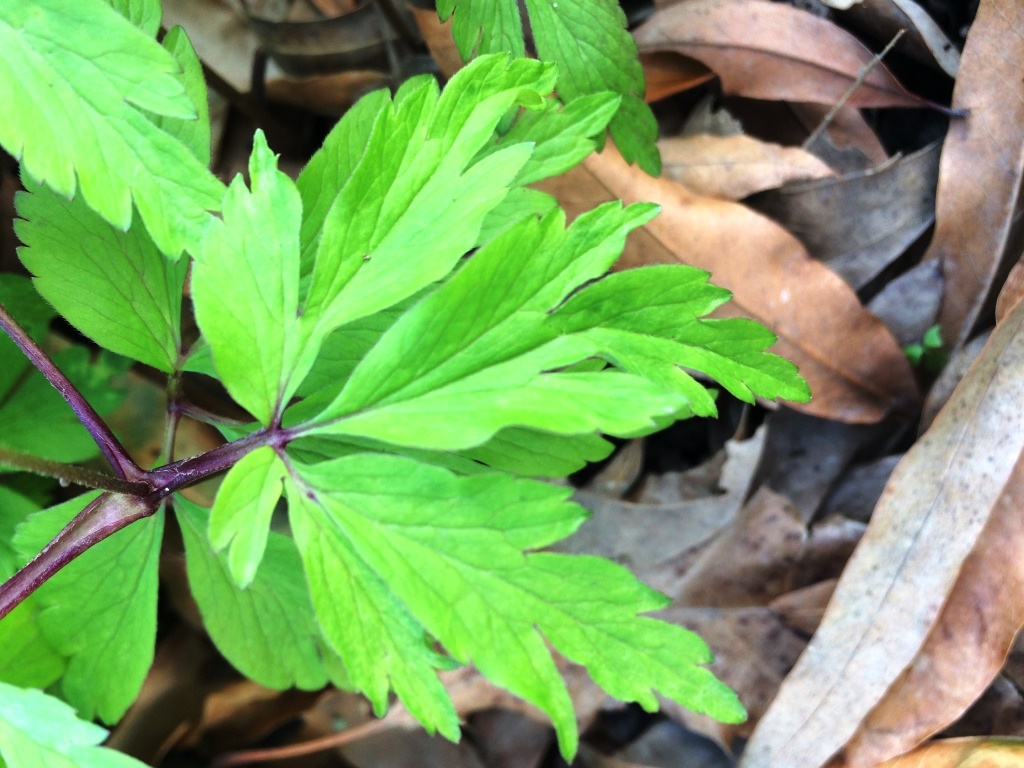 Annexe anemones_feuilles.jpg