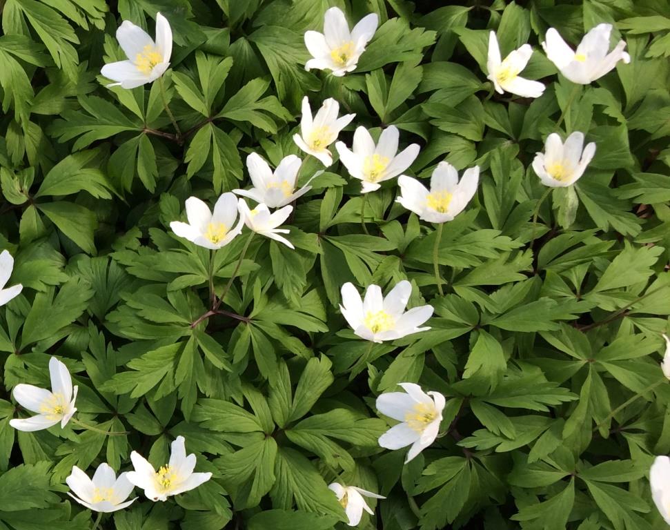 Annexe anemones_haut.jpg