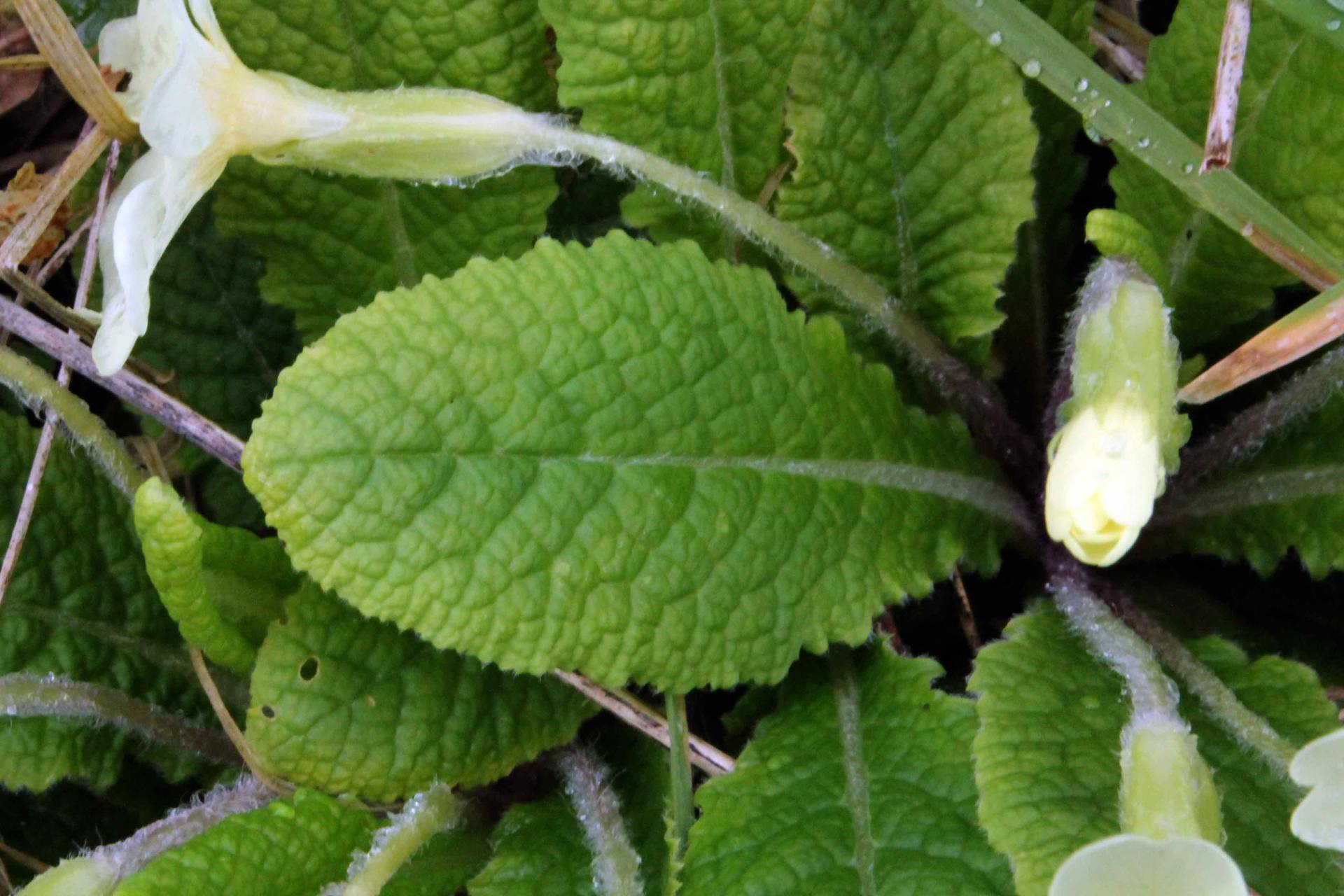 Annexe IMG_0266web.jpg