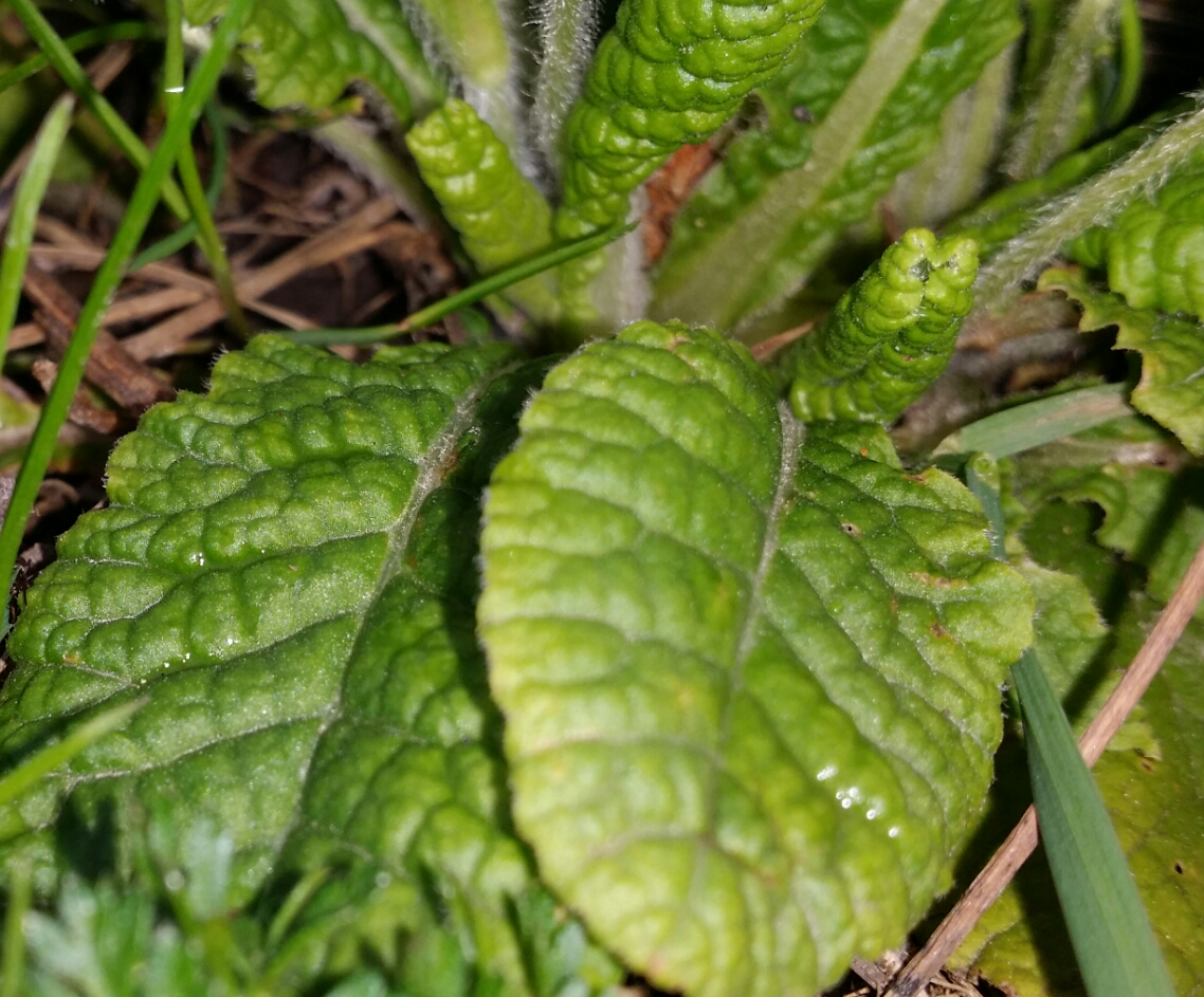 Annexe feuilles primevère sauvage coulée verte châtenay  .jpg