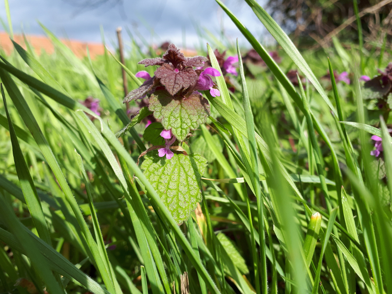 Annexe 20180331_163656.jpg