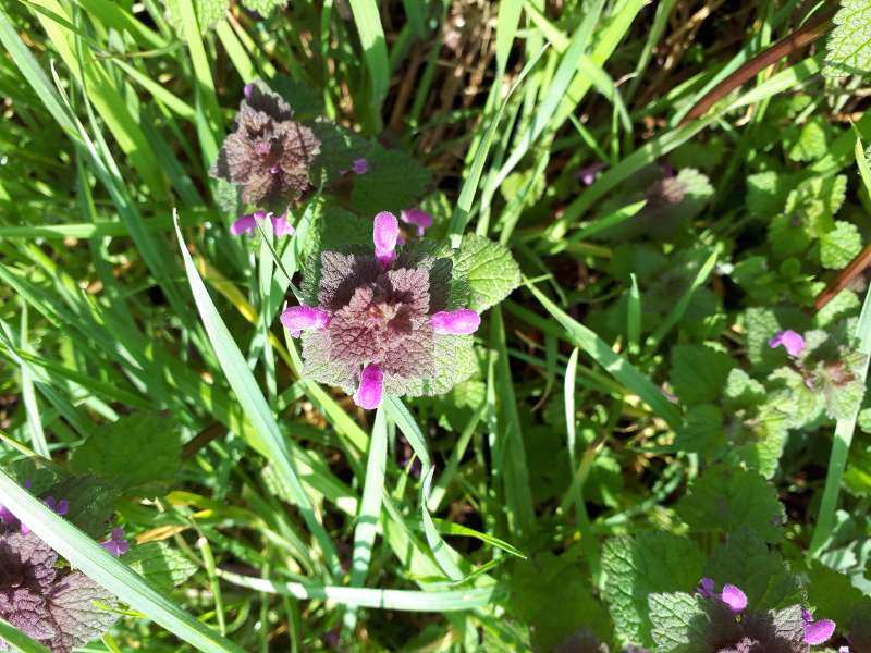 Annexe 20180331_163720.jpg