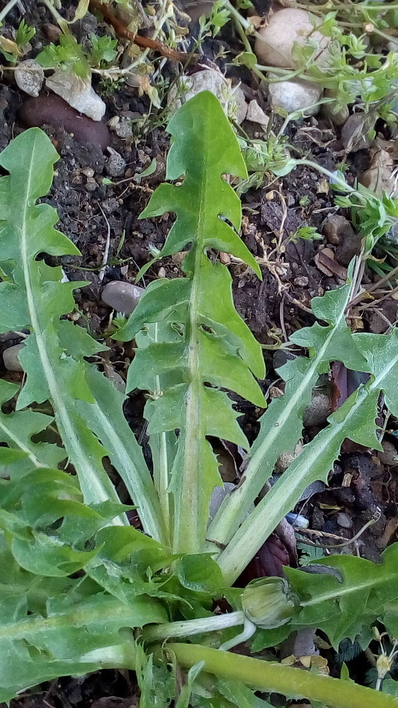 Annexe IMG_20180401_185546.jpg