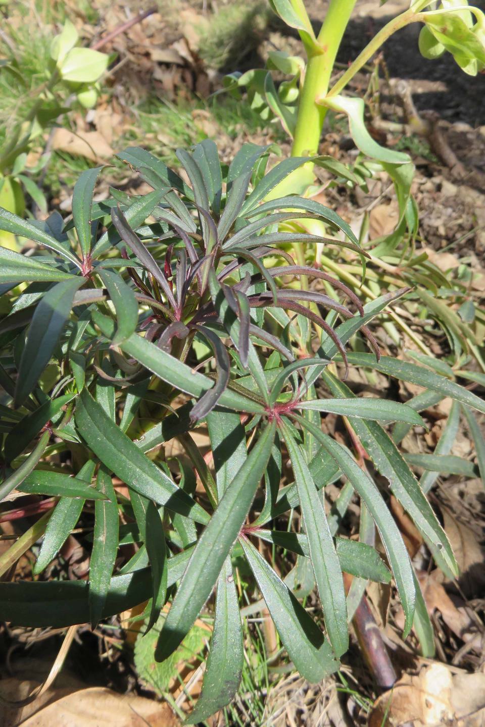 Annexe Hellébore feuilles.jpg