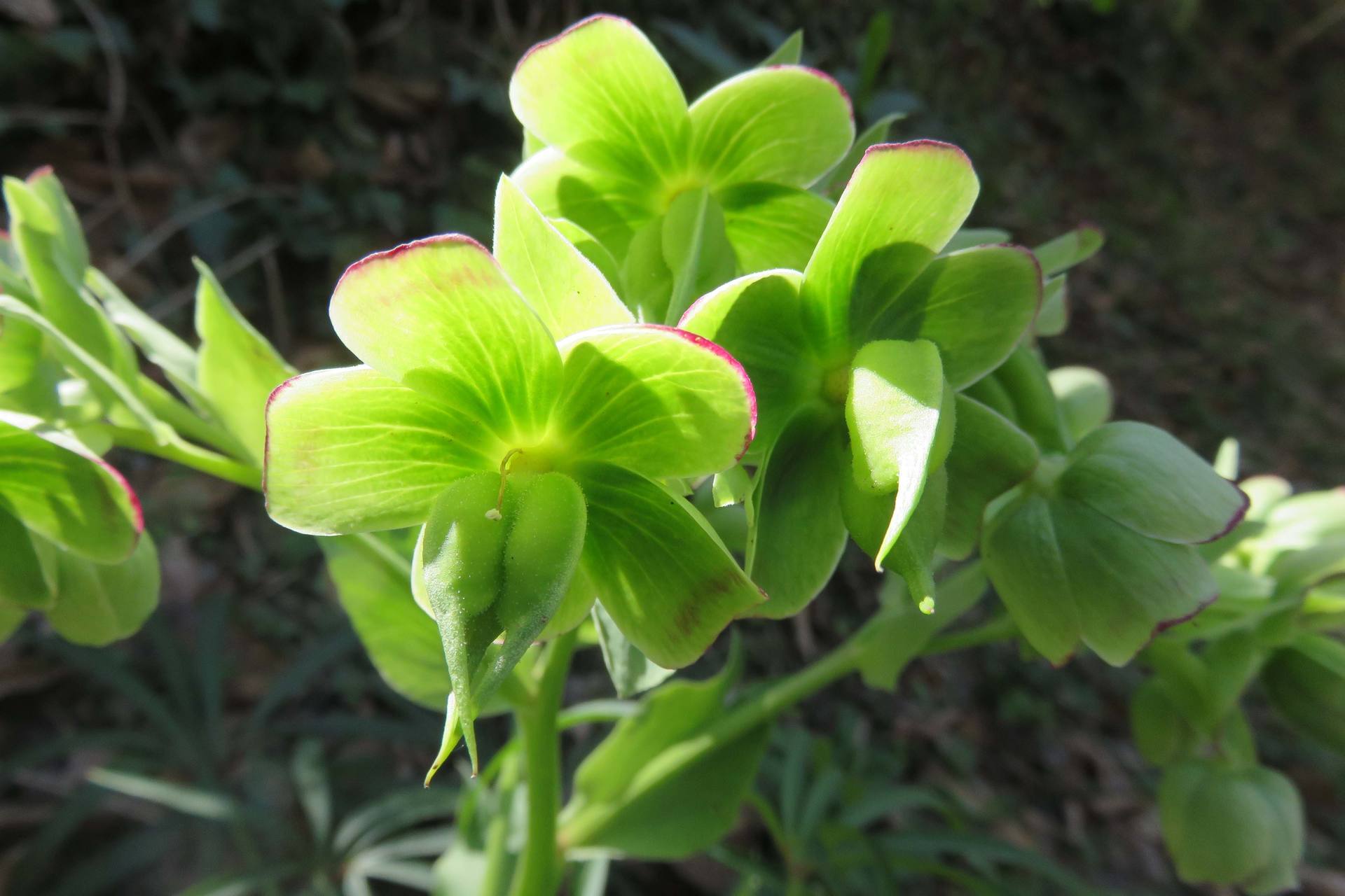 Annexe Hellébore graine.jpg