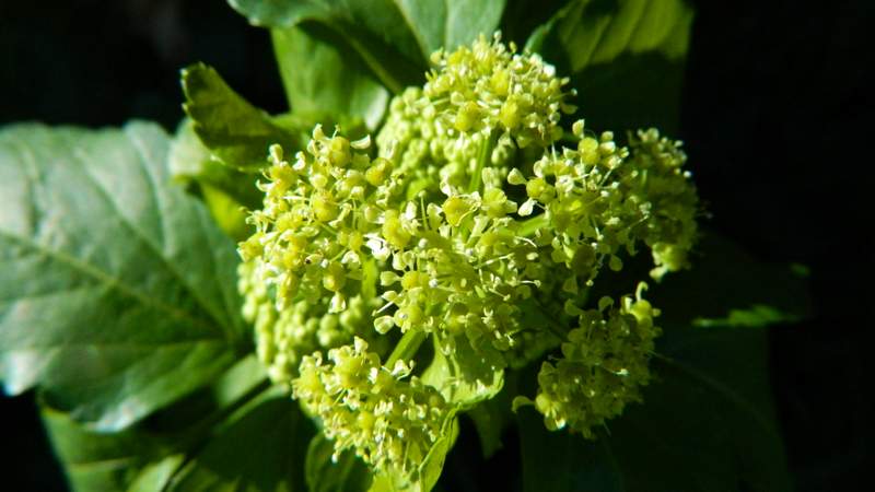 Annexe 1er AVRIL 2018 016.JPG