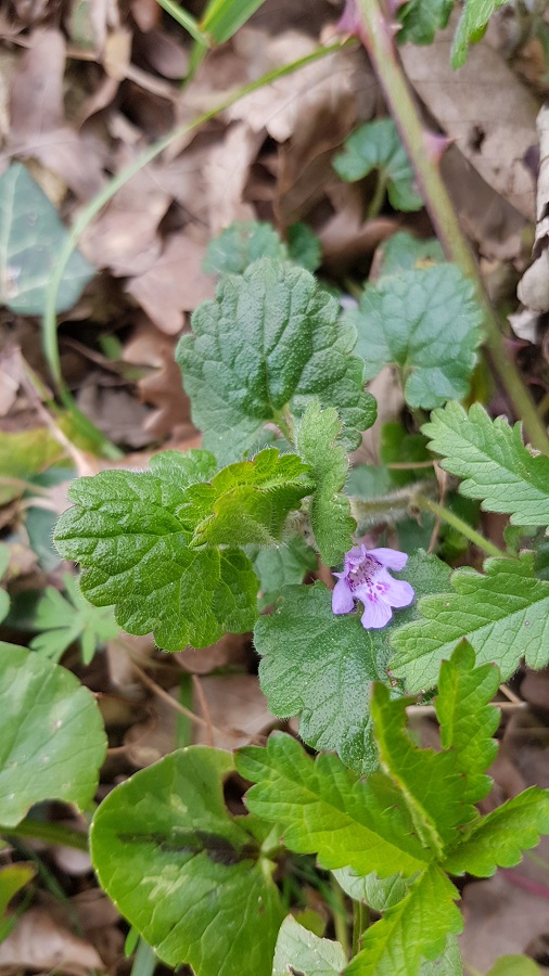 Annexe Lierre terrestre en détail.jpg