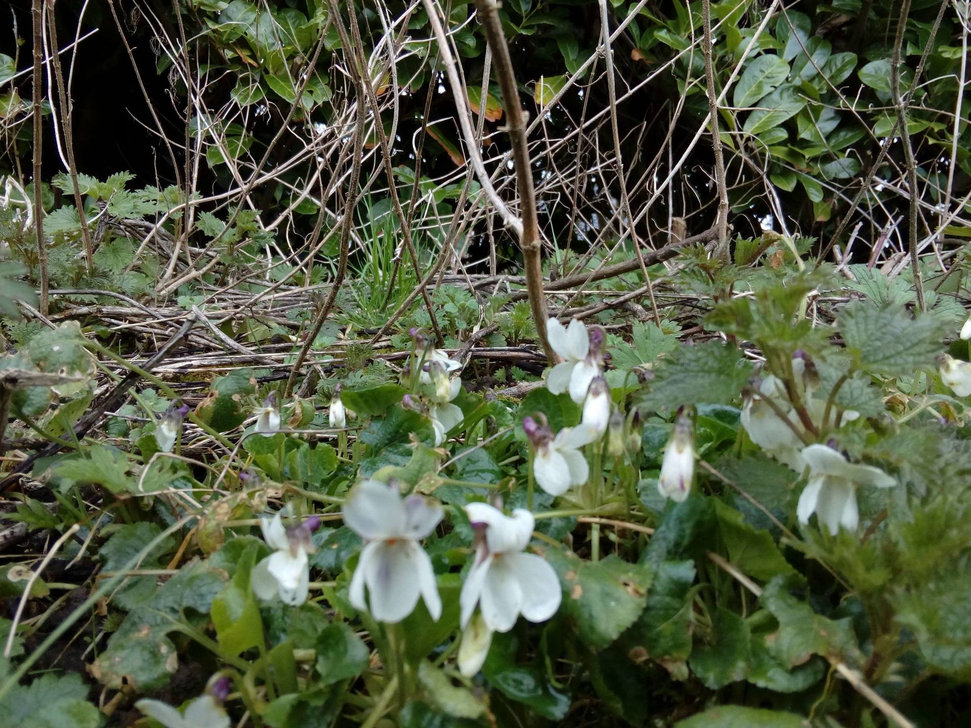 Annexe IMG_20180402_120949.jpg