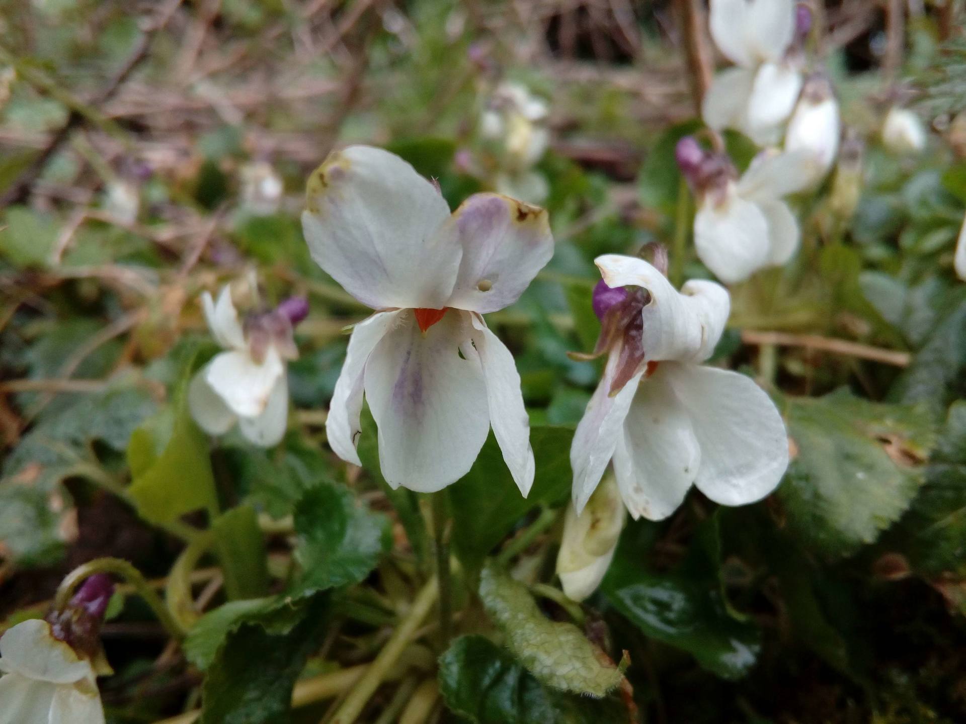 Annexe IMG_20180402_121011.jpg