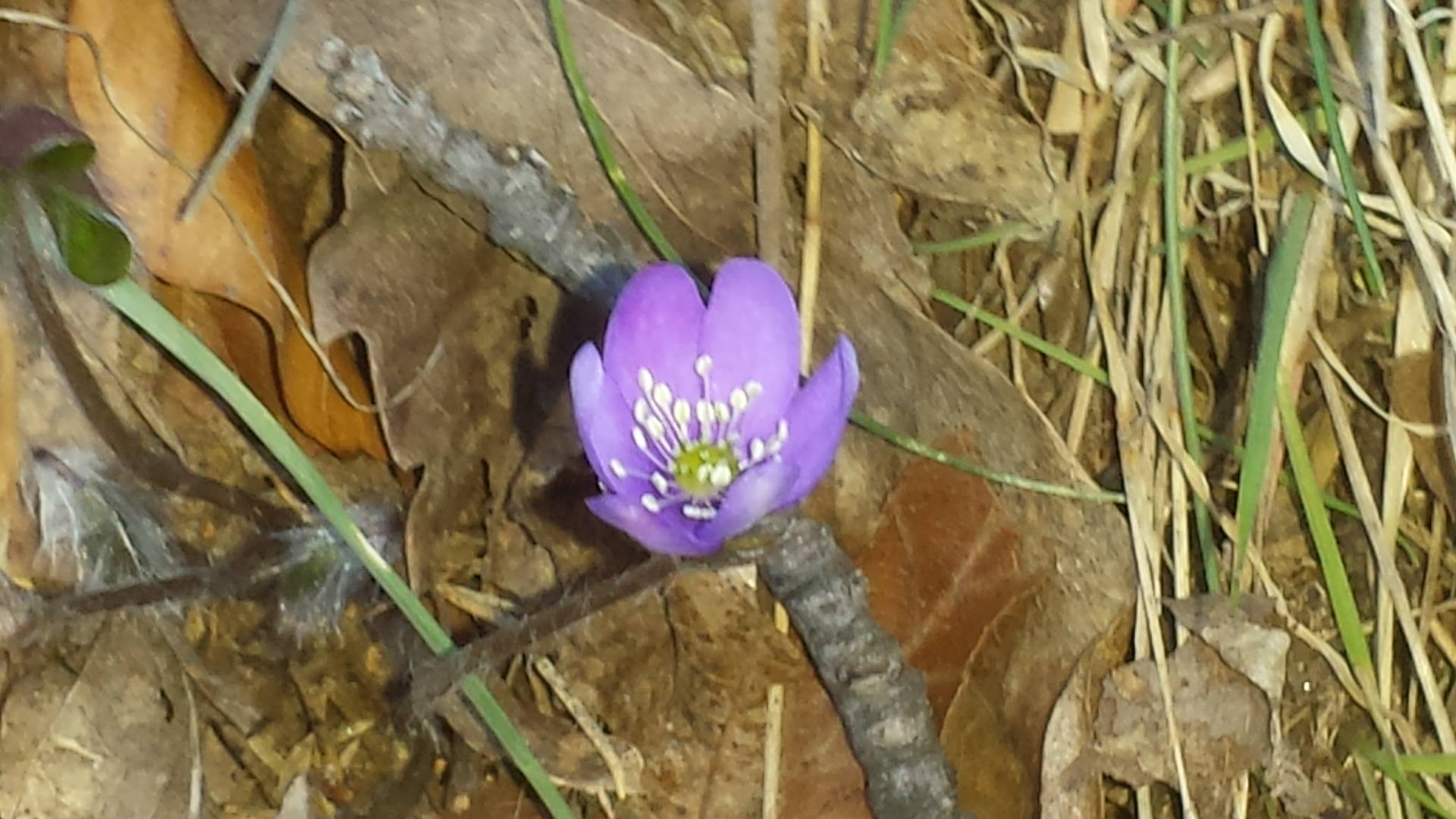 Annexe 20180401_105120.jpg