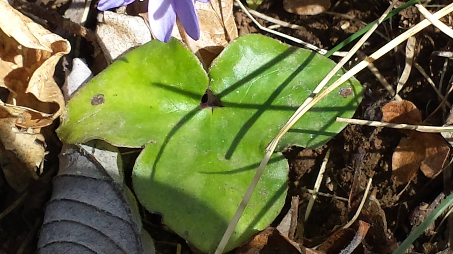 Annexe 20180401_142932.jpg