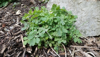 Annexe chélidoine-01.jpg