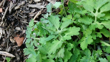 Annexe chélidoine-02.jpg