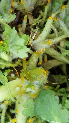 Annexe chélidoine-03.jpg