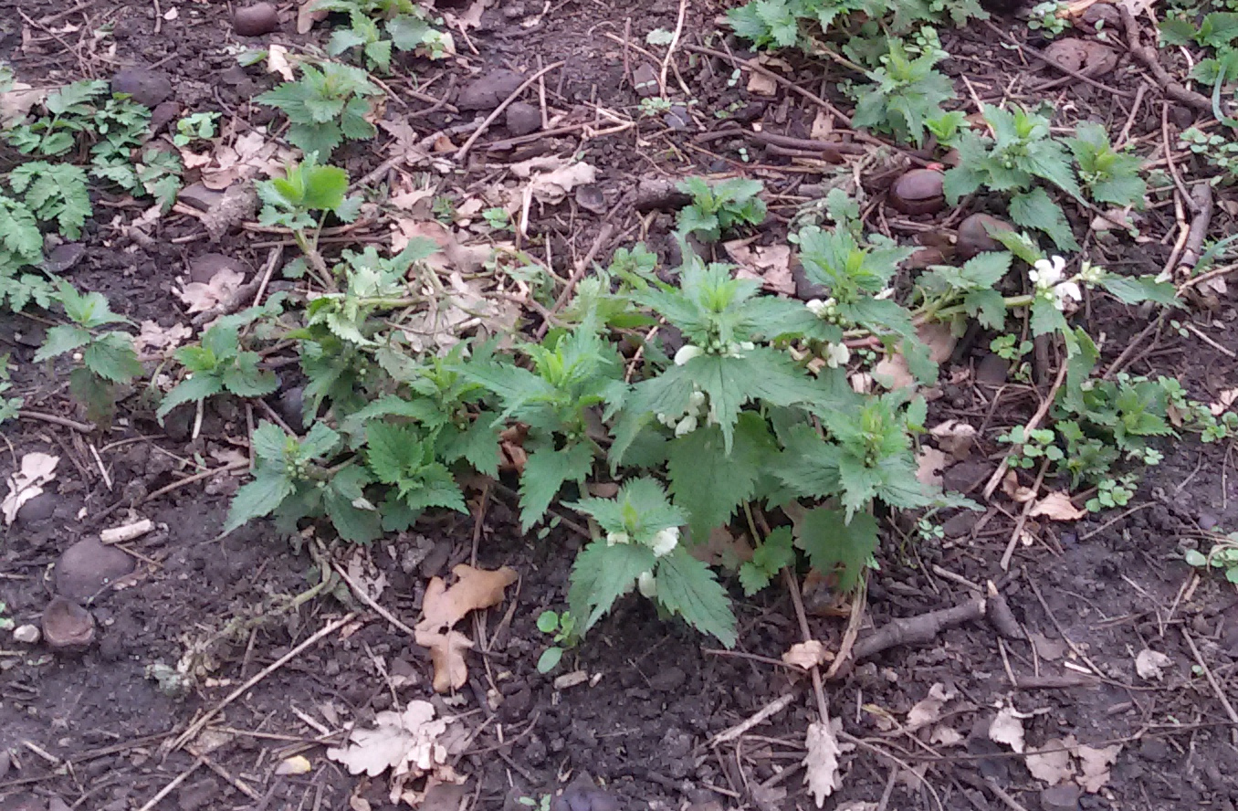 Annexe Lamier blanc - ensemble.jpg