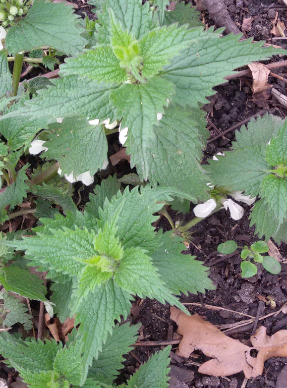 Annexe Lamier blanc - feuilles.jpg