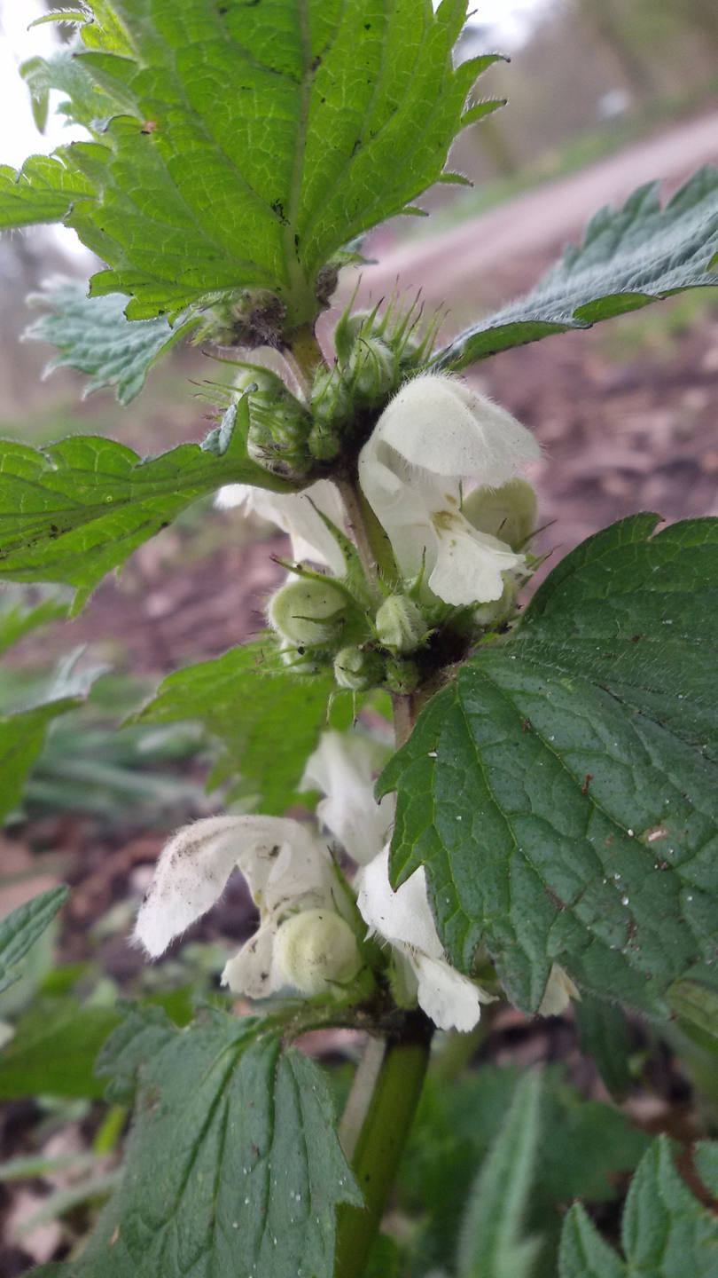 Annexe Lamier blanc - fleurs.jpg