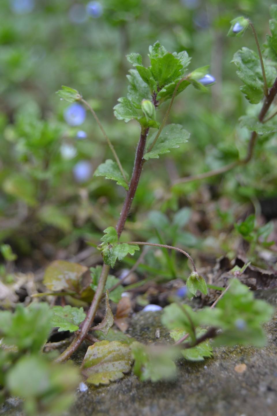 Annexe Véronique Petit-Chêne 1.jpg