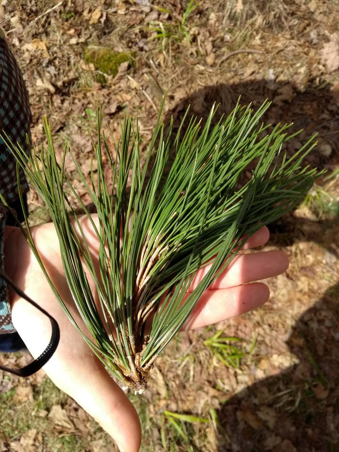 Annexe IMG_20180401_123738720.jpg