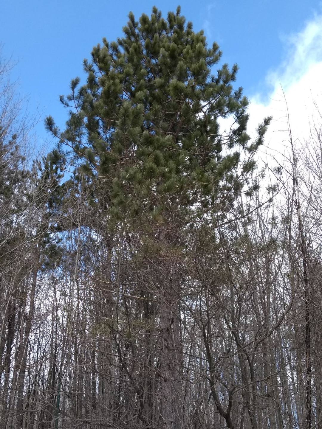 Annexe IMG_20180401_123941131.jpg