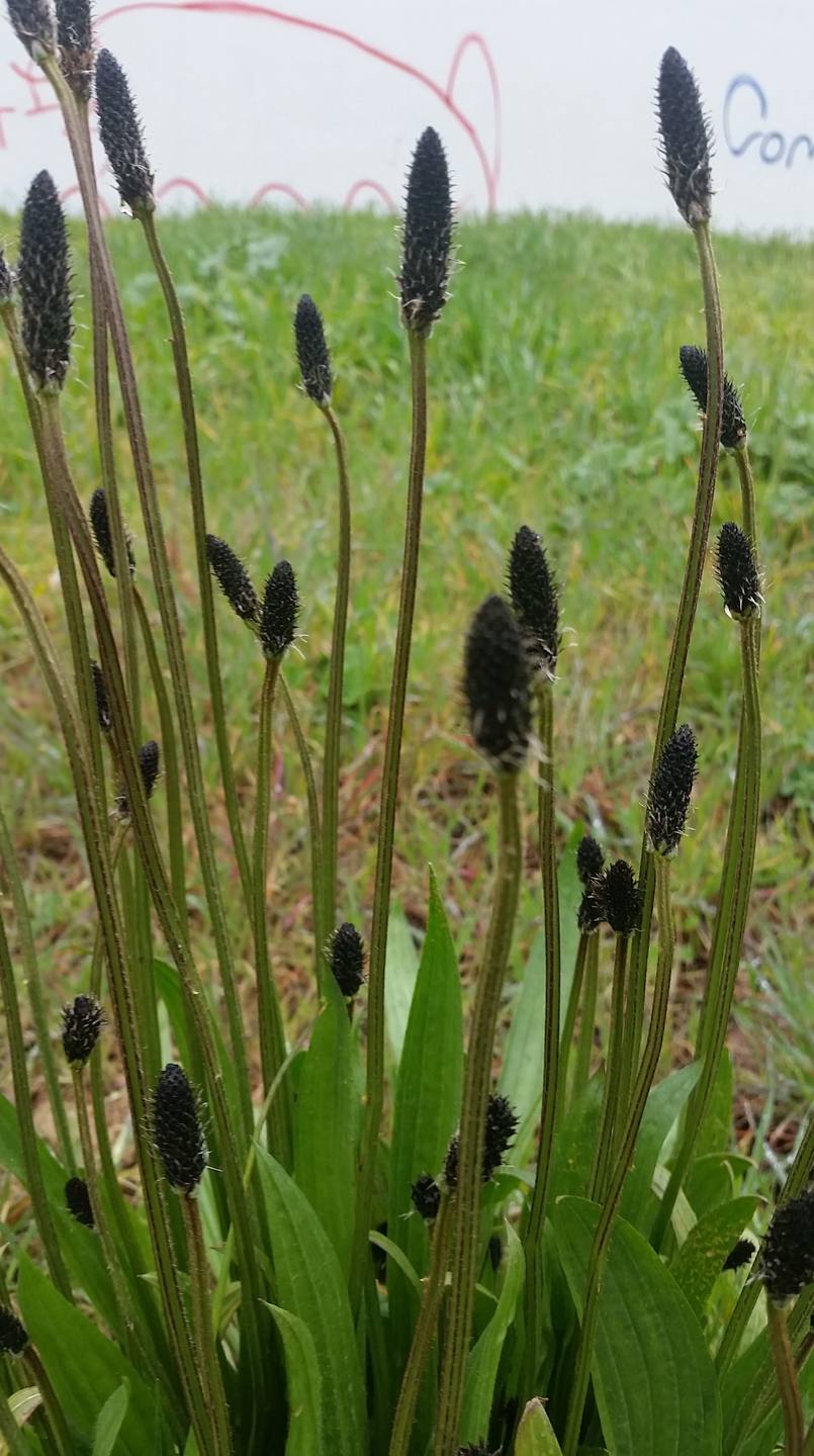 Annexe 20180327_140005-min.jpg