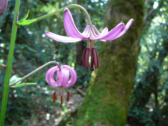 Annexe 07-01 J15004.jpg