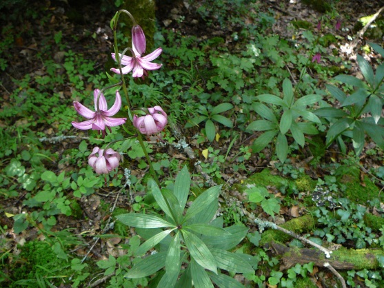 Annexe 07-01 J15005.jpg