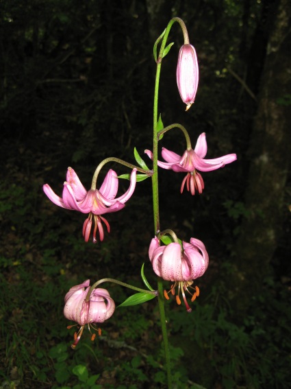 Annexe 07-01 J15_IMG_1234.jpg