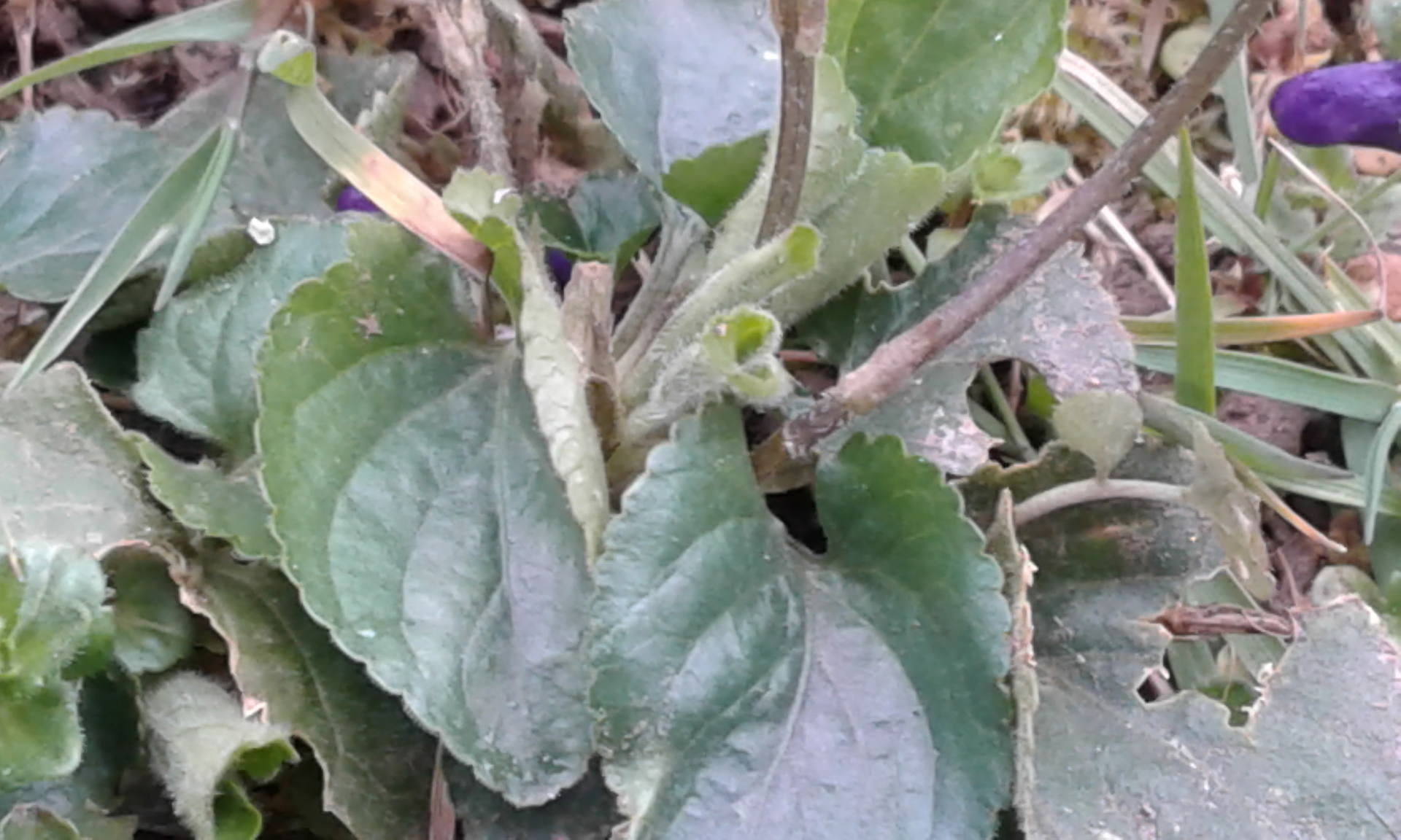 Annexe 20180403_095625.jpg