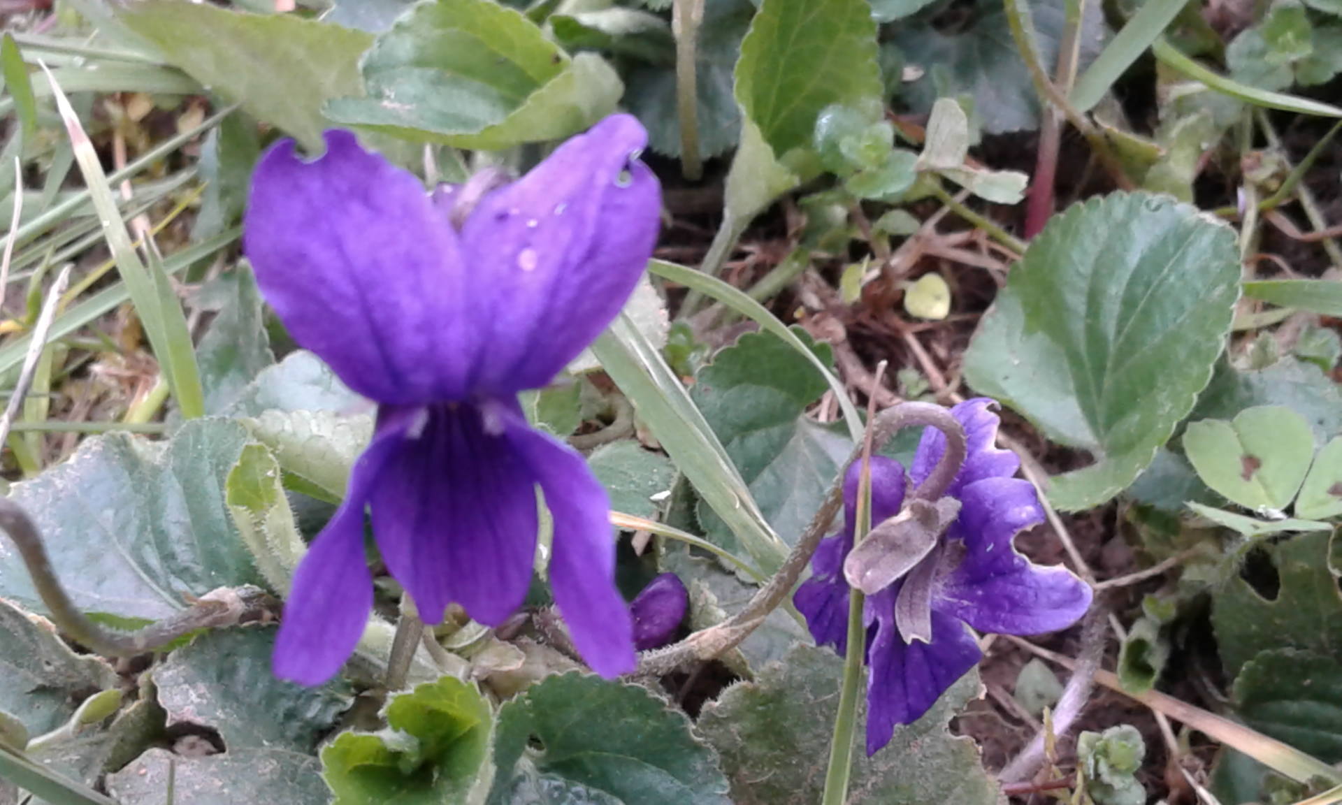 Annexe 20180403_095713.jpg