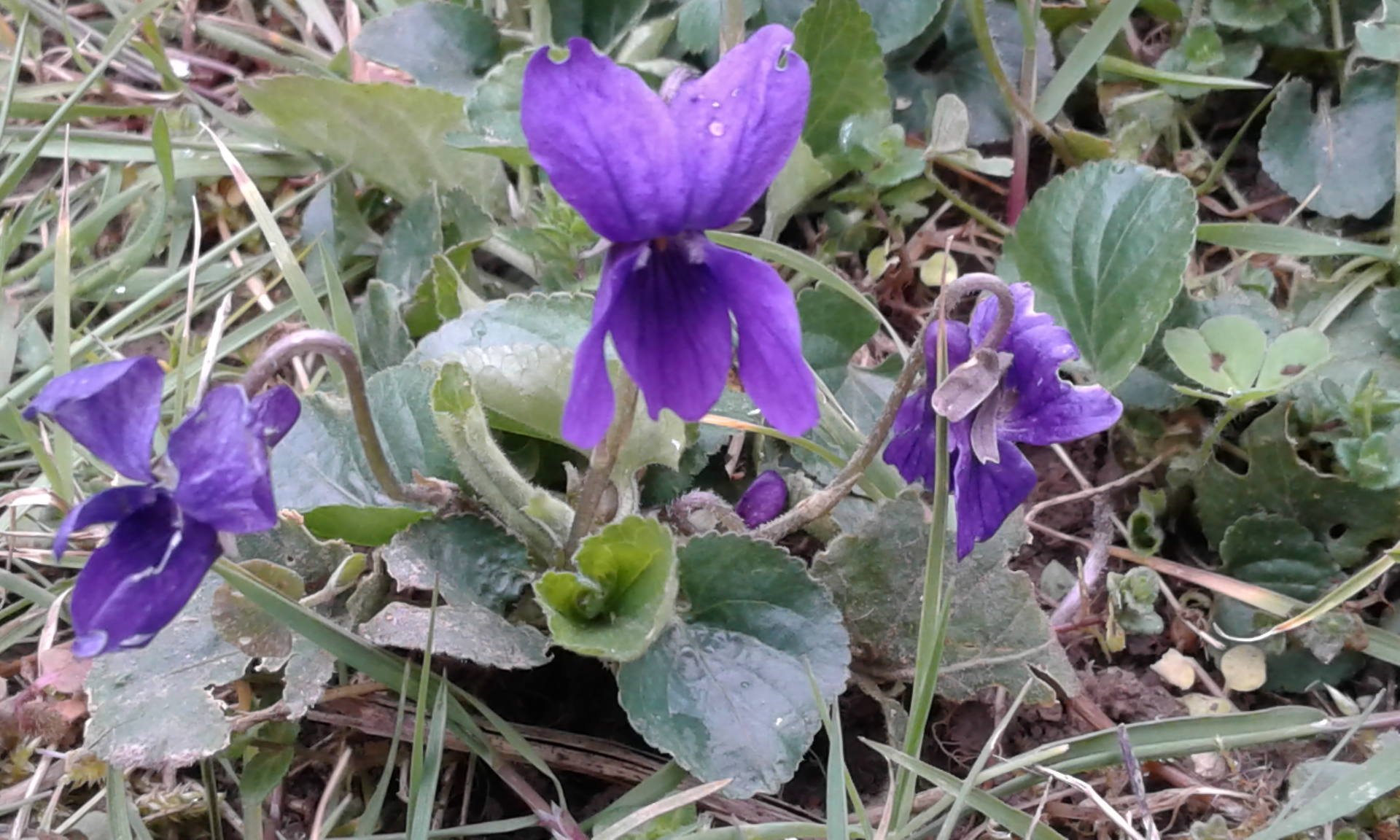 Annexe 20180403_095721.jpg